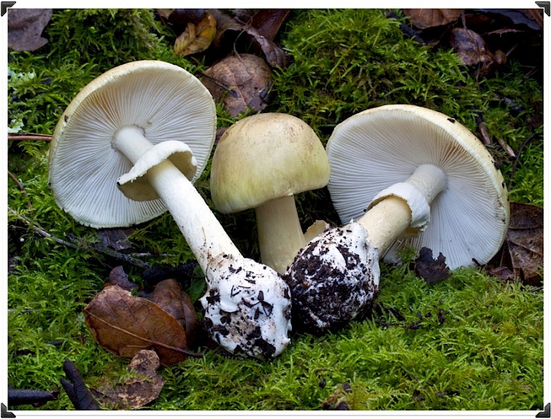 Amanita phalloides