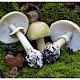 Amanita phalloides