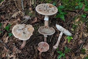 Grey-spotted Amanita: Amanita excelsa var. spissa