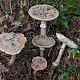 Amanita excelsa var. spissa