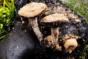 Asterophora lycoperdoides Powdery Piggyback