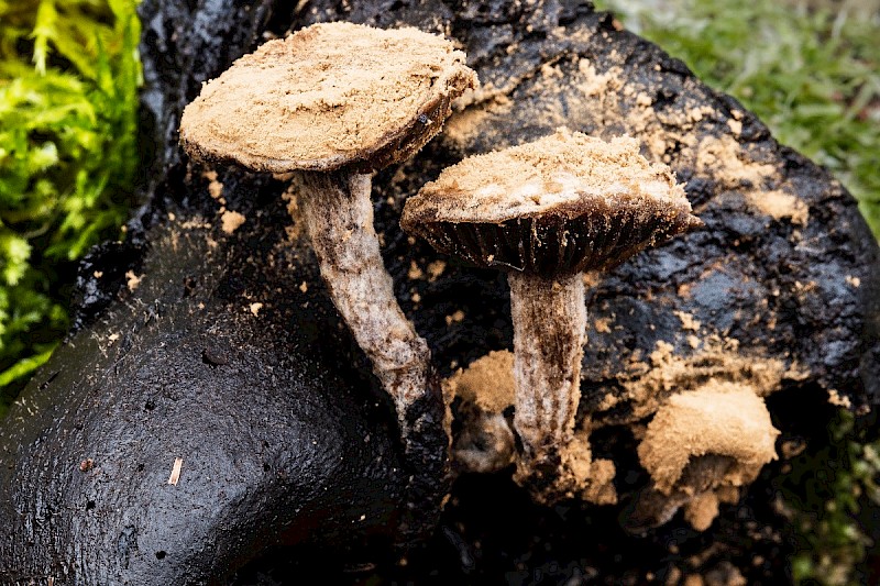 Asterophora lycoperdoides - © Charles Hipkin