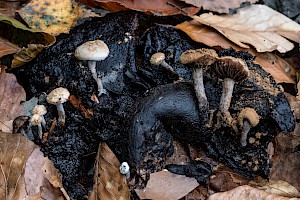 Powdery Piggyback: Asterophora lycoperdoides