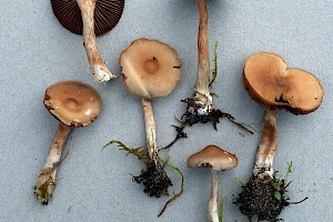 : Cortinarius lepidopus