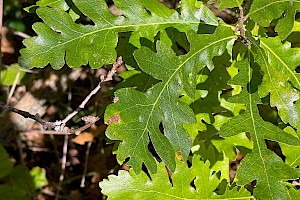 Turkey Oak: Quercus cerris