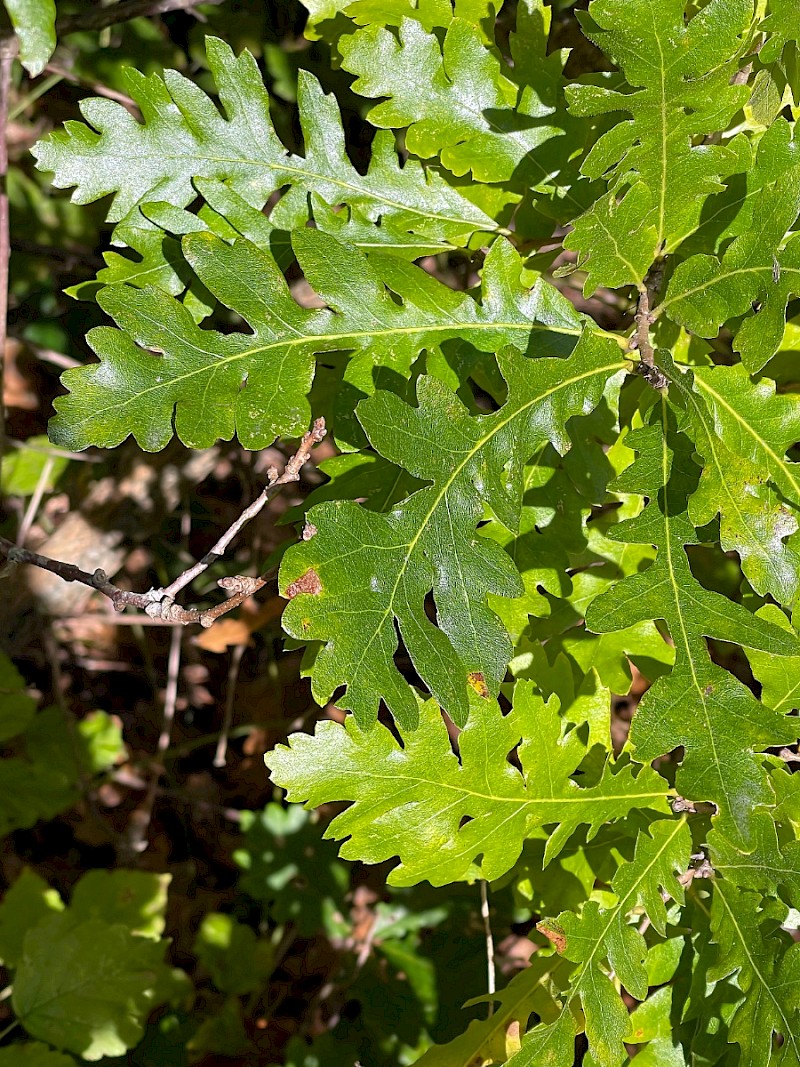 Quercus cerris - © Charles Hipkin