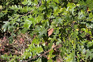 Turkey Oak: Quercus cerris