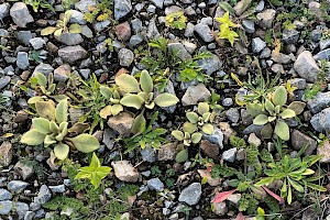 Great Mullein: Verbascum thapsus