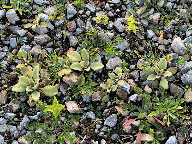 Verbascum thapsus - © Charles Hipkin