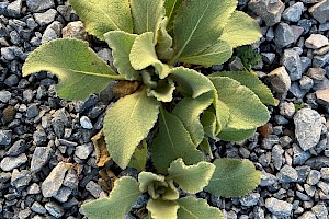 Great Mullein: Verbascum thapsus