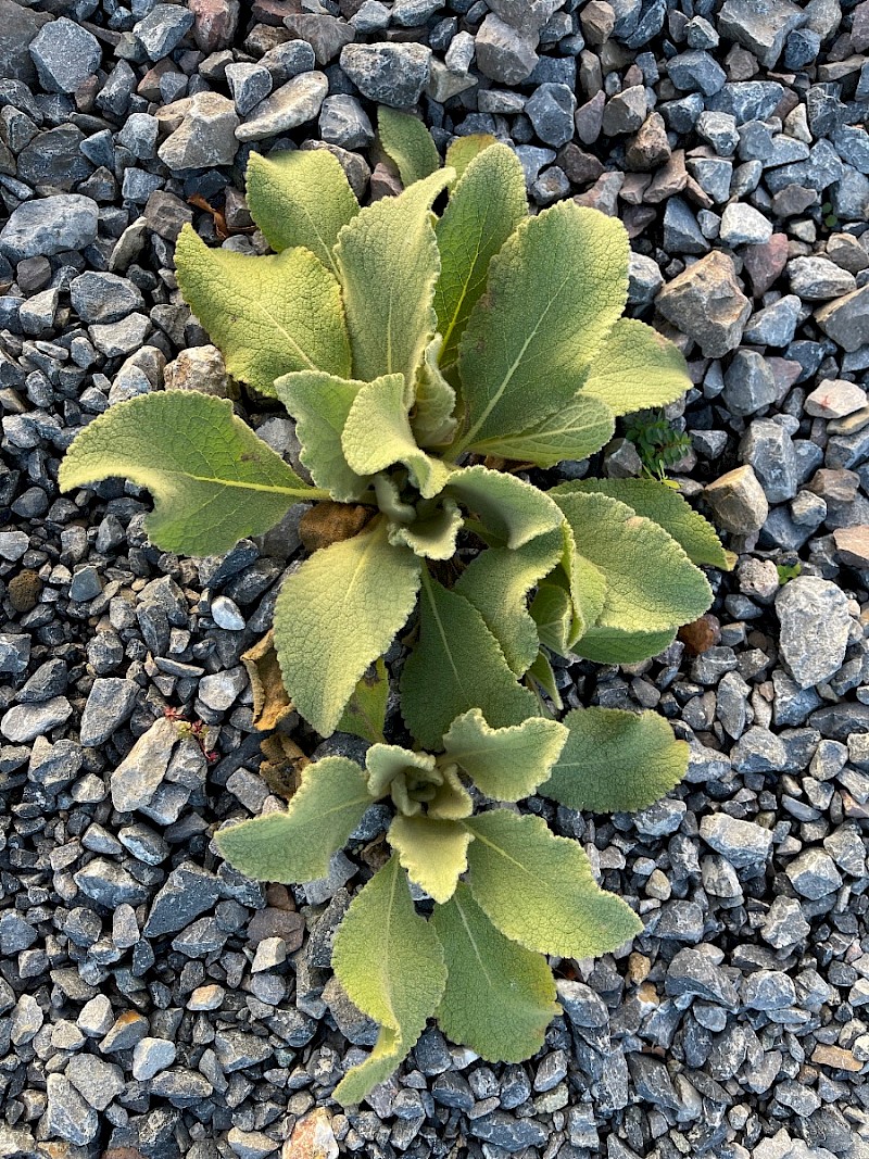 Verbascum thapsus - © Charles Hipkin