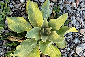 Great Mullein: Verbascum thapsus