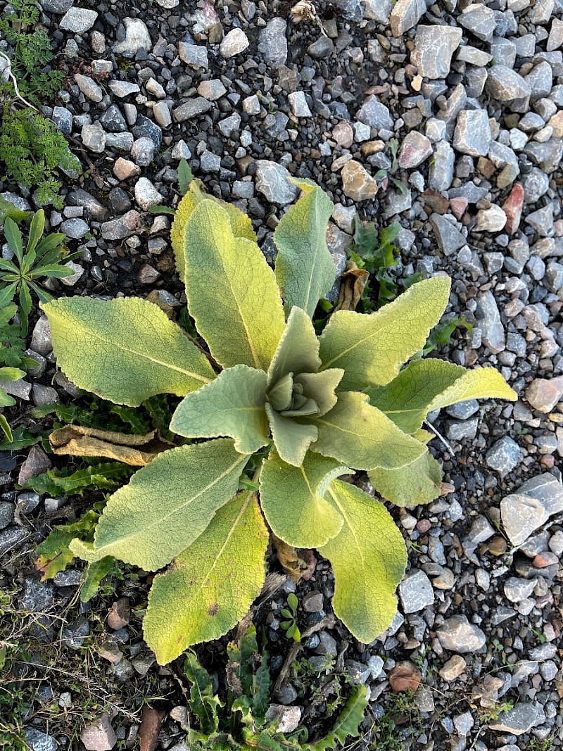 Verbascum thapsus - © Charles Hipkin