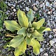 Verbascum thapsus