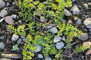 Carrot: Daucus carota