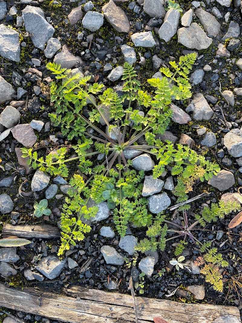 Daucus carota - © Charles Hipkin