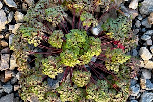 Herb-Robert: Geranium robertianum