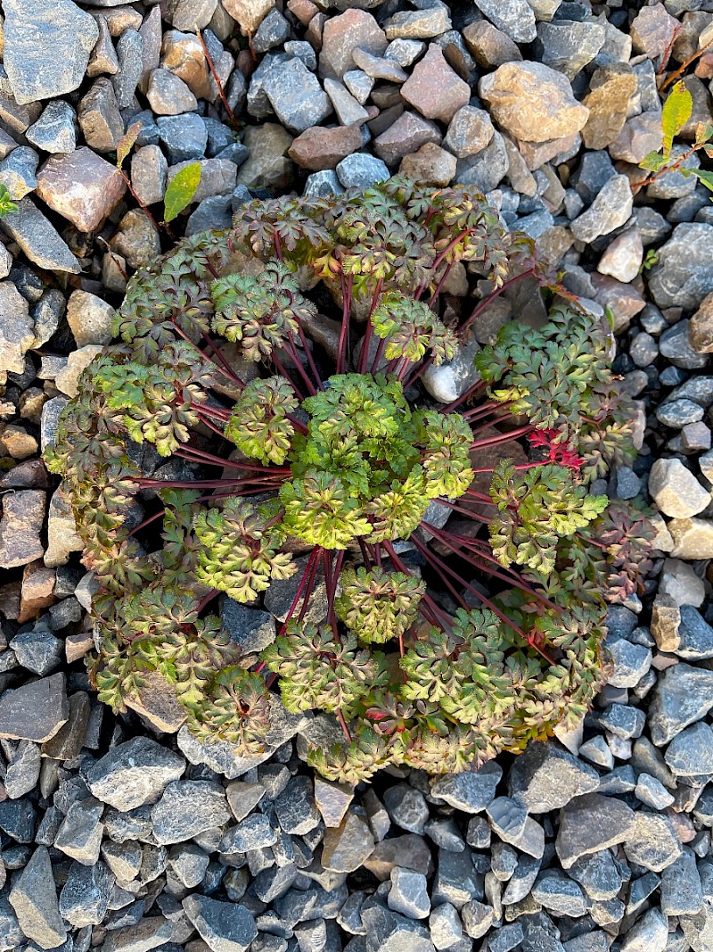 Geranium robertianum - © Charles Hipkin