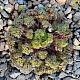 Geranium robertianum