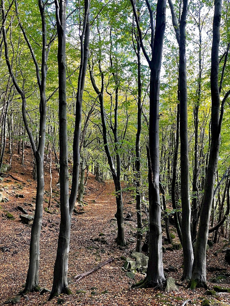 Plantation - © Charles Hipkin