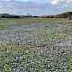 Open (early successional) Habitats on Previously Developed Land