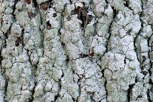 Lecanora expallens 