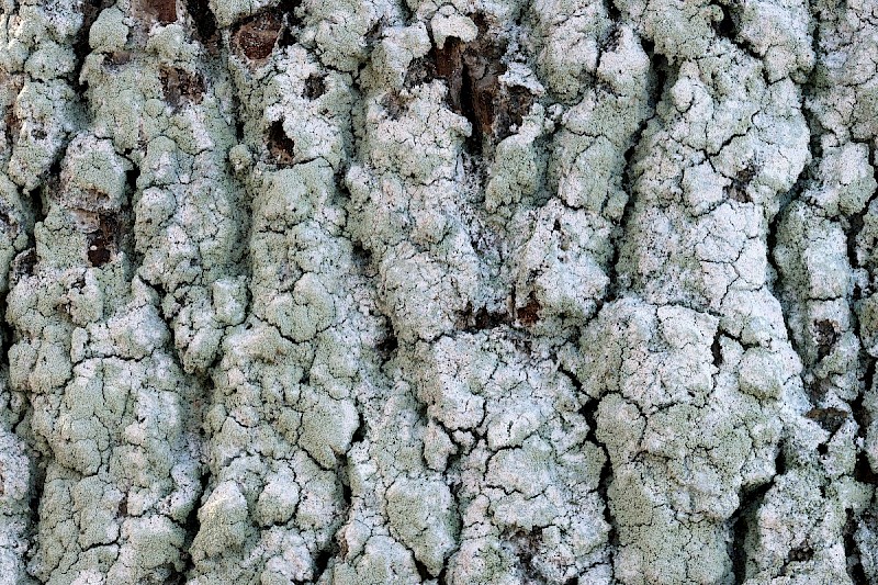 Lecanora expallens - © Barry Stewart