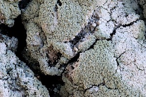 : Lecanora expallens