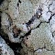 Lecanora expallens