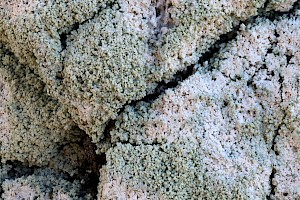 : Lecanora expallens