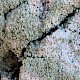 Lecanora expallens