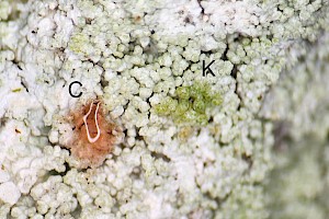 : Lecanora expallens