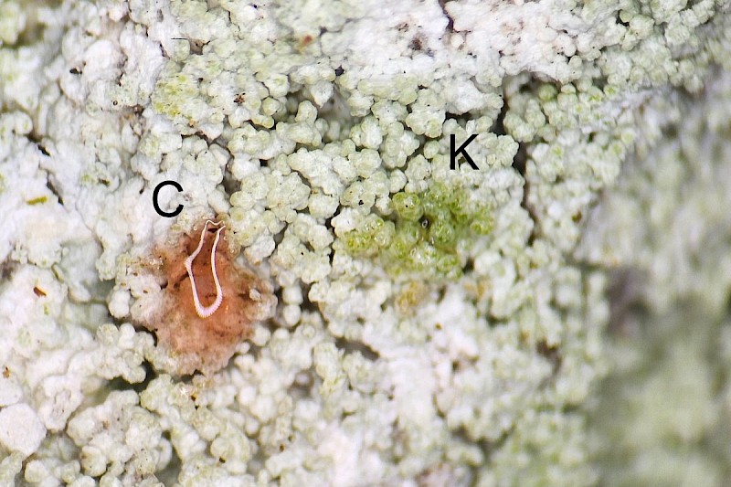 Lecanora expallens - © Barry Stewart