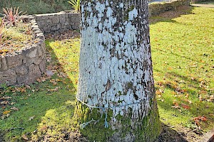 : Lecanora expallens