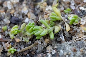 Mossy Stonecrop: Crassula tillaea