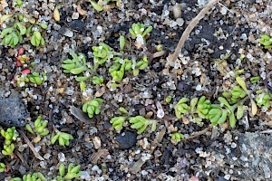 Mossy Stonecrop: Crassula tillaea