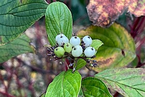 Red-osier Dogwood: Cornus sericea