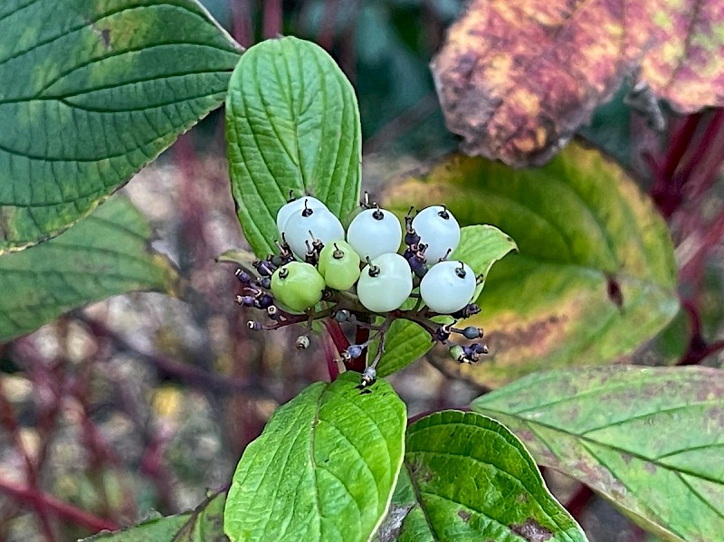 Cornus sericea - © Charles Hipkin