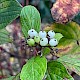 Cornus sericea