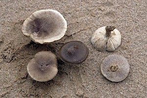 Melanoleuca cinereifolia Dune Cavalier