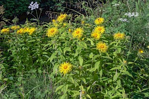 Inula hookeri Hooker's Fleabane