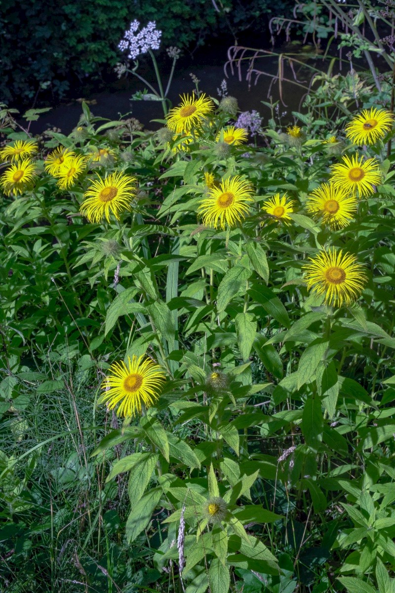 Inula hookeri - © Charles Hipkin