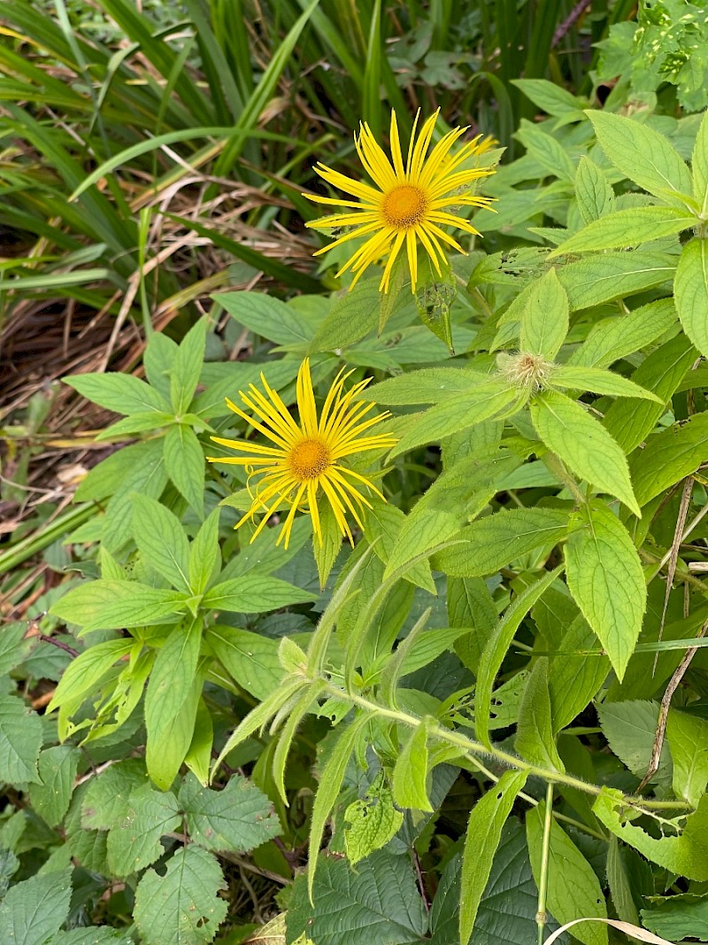 Inula hookeri - © Charles Hipkin