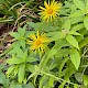 Inula hookeri