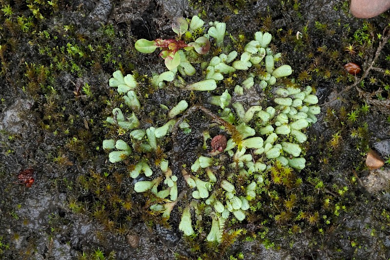 Riccia glauca - © Charles Hipkin