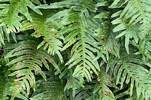 Polypodium cambricum Southern Polypody