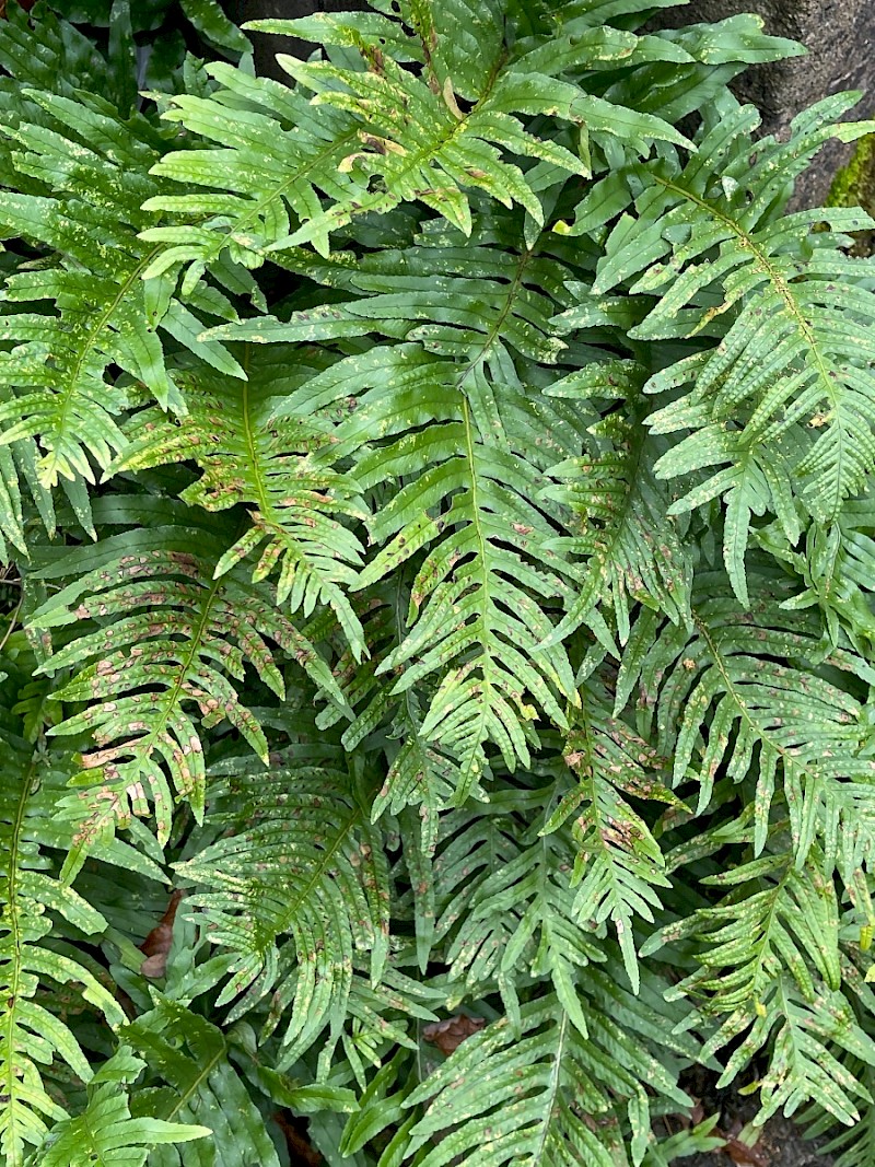 Polypodium cambricum - © Charles Hipkin