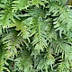 Polypodium cambricum