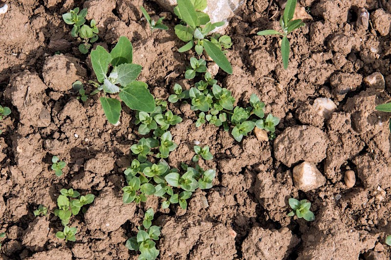 Arable Land - © Charles Hipkin