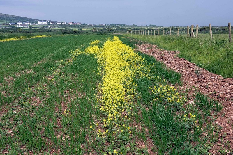 Arable Land - © Charles Hipkin